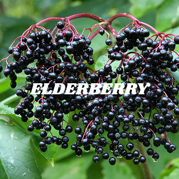 Elderberries