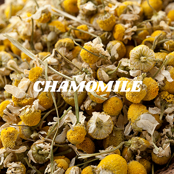 Chamomile